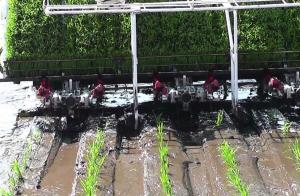Wholesale Single Arm 3.68kw 4mu/H Paddy Rice Transplanter Machine from china suppliers