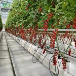 Hydroponics Cultivation Method Agriculture Glass Greenhouse for Tomato/Fruit