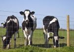 1.5m Height Wire Cattle Fencing Galvanized Heavy Duty