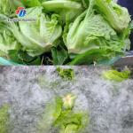 85KG 0.55KW Small vegetable does not cover an area of fruit and vegetable ozone