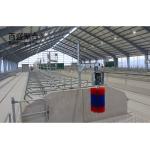 Direct Supply Steel Structure Livestock Shed for Cow in Prefabricated Design