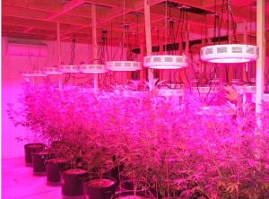 Wholesale wide covering area 3w source Garden hydroponics full spectrum 150W ufo led grow light from china suppliers