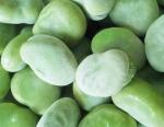 High Grade IQF Frozen Vegetables , Whole / Split Flash Frozen Peeled Broad Beans