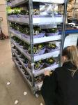 Transporting CC Container Danish Flower Pot Garden Center Showframes Pool