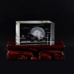 Multi Organ Crystal Ornament Acupuncture Culture Accurate Labeling Transparent