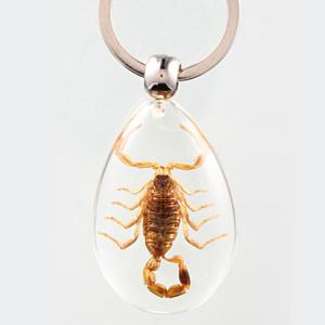 China 20pcs Resin Insect Specimen Keychain As Beautiful Fashion Key Chain on sale