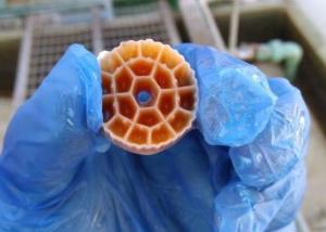 Wholesale Wastewater Treatment Plants Wwtp Mbbr Bio Packing Floating Carrier 25*12mm from china suppliers