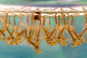 Wholesale Biological Spray Plus BTi Mosquito Larvae Killer Mosquito Insecticide For Aedes Culex from china suppliers