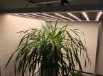 Spider Bar 3500K Samsung LM301H Dimmable LED Grow Lights