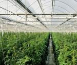 Multi Span Polyethylene Plastic Sheeting Greenhouse Arched Roof Top Height 4.0-8