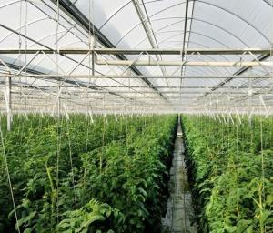 Wholesale High Elasticity Polyethylene Film Greenhouse For Vegetables / Cucumber / Tomato from china suppliers