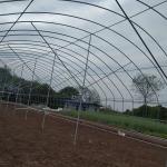 Single Span Plastic Tunnel Greenhouse Polyethylene Farm Agriculture Support
