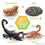 Scorpion Life Cycle Figure Model Toy For Boys Girls Kids