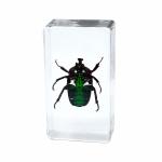 150g Early Education Resin Craftwork For Children Model Toy