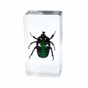 Wholesale Insect Amber Resin Craft Table Decoration Paperweight from china suppliers