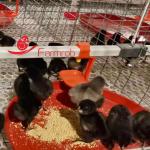 3 Tiers-8 Tiers Poultry Battery Cage System Optimized Consumption Chick Rearing