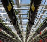 Hydroponics Cultivation Method Single Layer Film Greenhouse for Lettuce/Spinach
