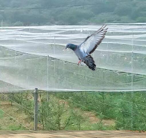 40 50 60 Mesh 125g Agriculture Greenhouse Anti Insect Net With Acceptable