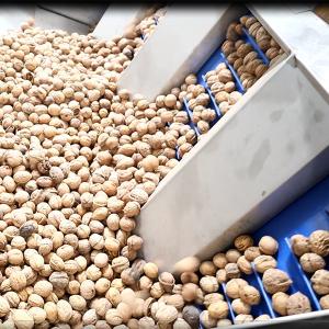 Wholesale Electric Drive Walnuts Sorting And Shelling Machine 380V 6 Channels from china suppliers