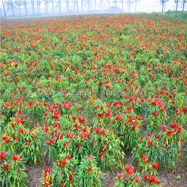 Top quality stemless Tianjin chili red pepper