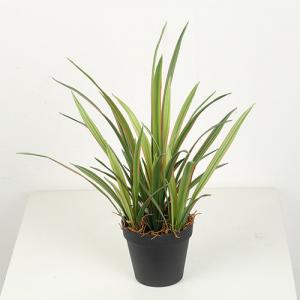 China High Simulation 45 CM 56 CM 65 CM Artificial Orchid Leaves on sale