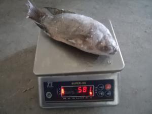 Wholesale Frozen fresh gutted scaled whole tilapia for sale from china suppliers