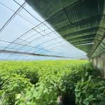 Arched Roof Aquaculture Flower Sunlight Greenhouse System 30-Day Money Back