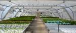 small garden green house,Multispan Tunnel Greenhouse for Tomato Agricultural