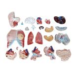 45cm Plastic 23 Parts ODM Human Anatomy Model , Human Torso Model