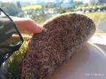 Hot Sale 100% Biodegradable Natural Jute Material Felt Fabric for Seed Growing