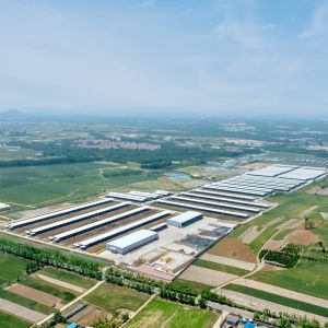 Modern Light Steel Frame Cattle Shed with Galvanized Steel Structure
