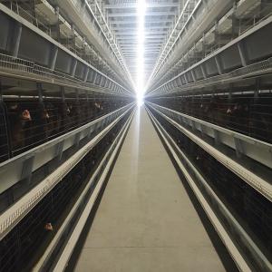 Wholesale Automatic Poultry Feeding System Chicken Cage Feeder from china suppliers