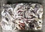 20 Kg Equator Squid Bqf Dosidicus Gigas Store Condition -18℃ Or Below