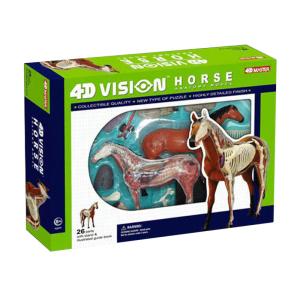 Wholesale Educational Master 18cm 4d Anatomy Model 19 Parts from china suppliers