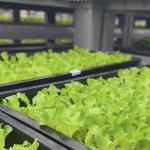 Container Greenhouse Vegetable House for Shipping Cost and Estimated Delivery