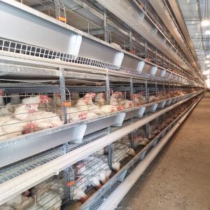 Wholesale 30000 Chicken Egg Layer Cages from china suppliers