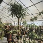 Customized Request Sunlight Greenhouse Hydroponics Growing System for Flower