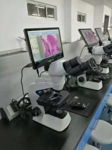 Wholesale 11.6&quot; Windows10 Operation SystemTouchscreen Tablet Microscope Camera NC-WT1160 from china suppliers