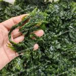 Crunchy Ulva Aonori Dried Seaweed Powder Flakes Spices HACCP Certified Umami