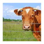 Powder Coated Farm Guard Horse Fence with Fixed Knot 6ft x 8ft Galvanized Steel