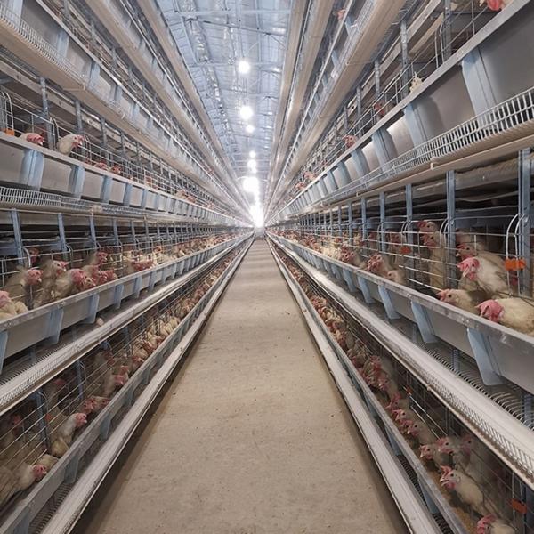 Poultry Farming Battery Chicken Cage Equipment H Type Fully Automatic For 50000