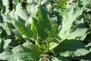 Wholesale Sorrel herb powder, Sorrel herb Extract, Chinese Manufacturer supply, Yellow-brown Powder, Antibacterial, Antioxidant from china suppliers