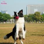 Lightweight Red rubber 81x62mm Dog Fetch Ball