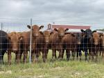 1.5m Height Wire Cattle Fencing Galvanized Heavy Duty
