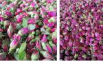 Large Capacity Pharmaceutical Dryer Dried Rose Dehydrator Machine Hot Air