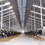 Custom Steel Structure Poultry House Hot Rolled Steel Cost Effective