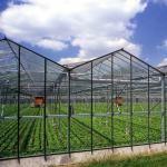 Glass Greenhouse with Hydroponics Growing System Commercial Greenhouse Promotion