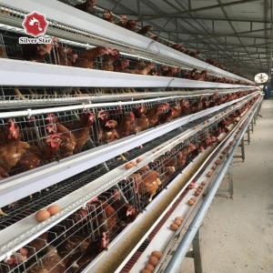 Wholesale Complete Set Of Laying Hens Breeding Equipment For Chicken House from china suppliers