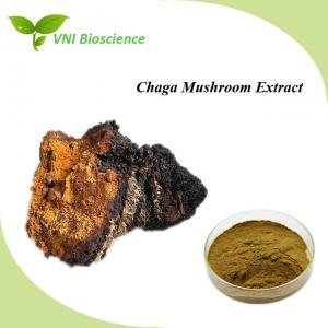 China Natural Chaga Mushroom Extract Powder Brown Kosher Certified on sale