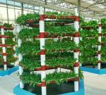 Seeding/Vegetables/Fruit/Flower Controlled Environment Hydroponic Seedling